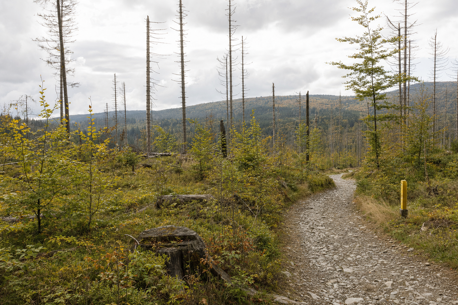 MTB-Trails im Harz: Neuigkeiten zur Saison 2026